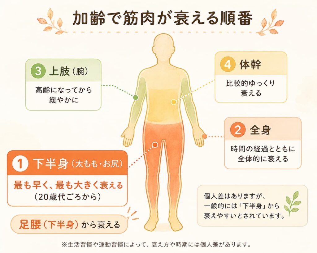 加齢で下半身(太もも・お尻)の筋肉から先に衰えることを示すイメージ