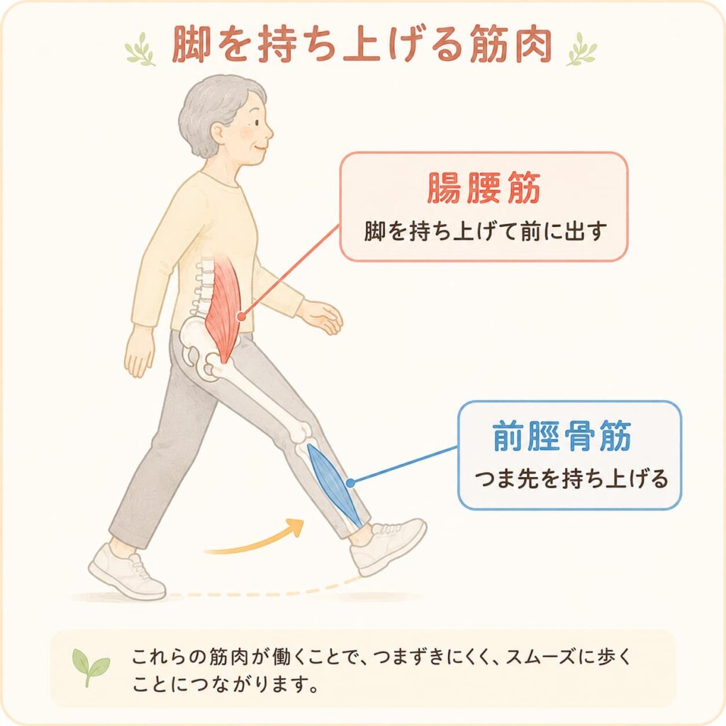脚を持ち上げる筋肉の解説図。腸腰筋が脚を持ち上げて前に出し、前脛骨筋がつま先を持ち上げることを示す