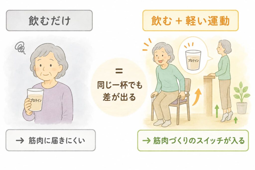 プロテインを飲むだけの場合と、軽い運動を組み合わせた場合の筋肉への効果の違いを比べた図