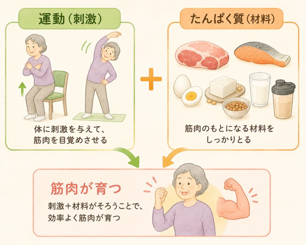 運動(刺激)とたんぱく質(材料)がそろって筋肉が育つ仕組みの図解
