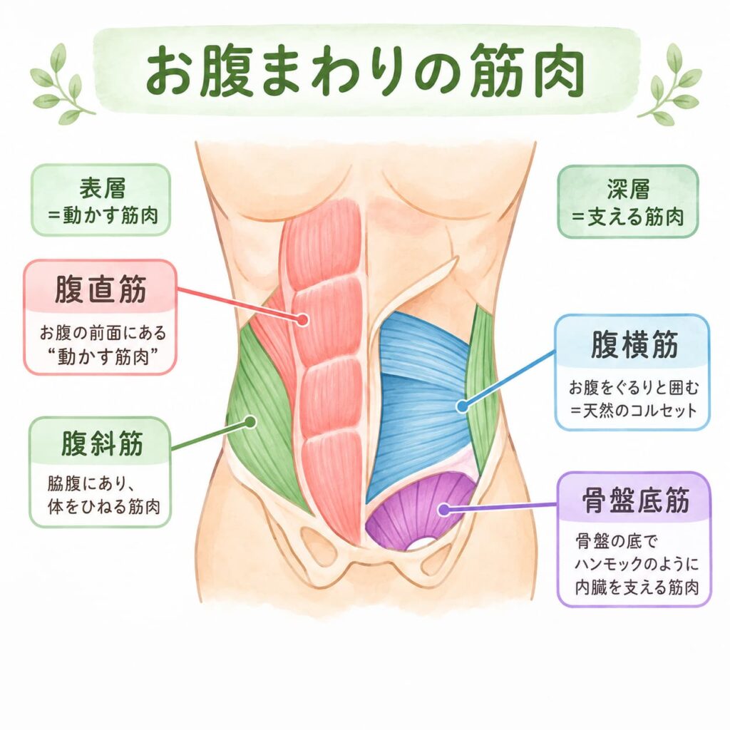 腹直筋とインナーマッスル(腹横筋・腹斜筋・骨盤底筋)の違いを示した図